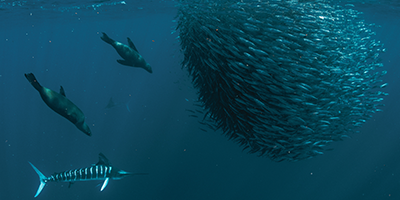 Baja California